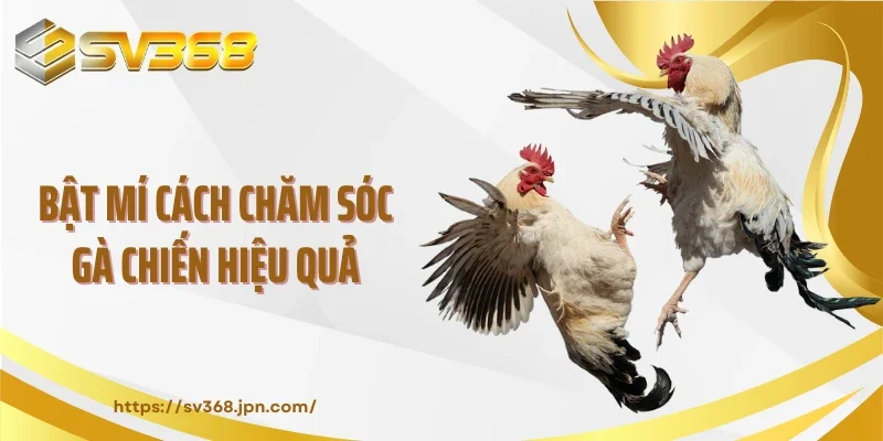 Bật mí cách chăm sóc gà chiến hiệu quả