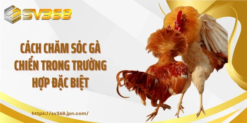 Cách chăm sóc gà chiến trong trường hợp đặc biệt