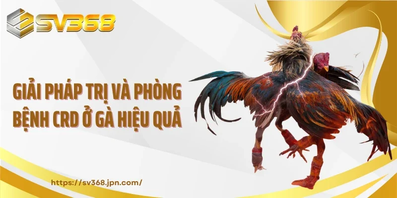 Giải pháp trị và phòng bệnh CRD ở gà hiệu quả