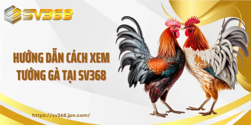 Hướng dẫn cách xem tướng gà tại SV368