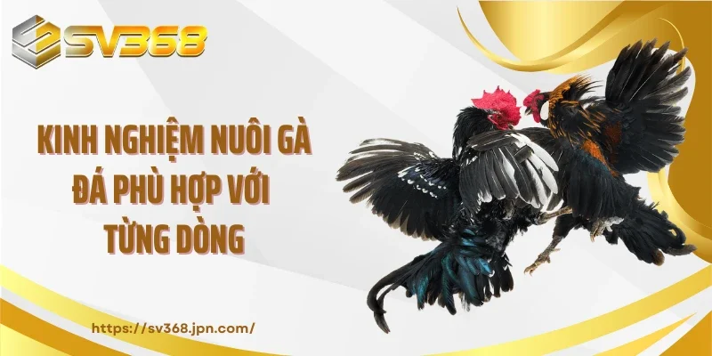 Kinh nghiệm nuôi gà đá phù hợp với từng dòng