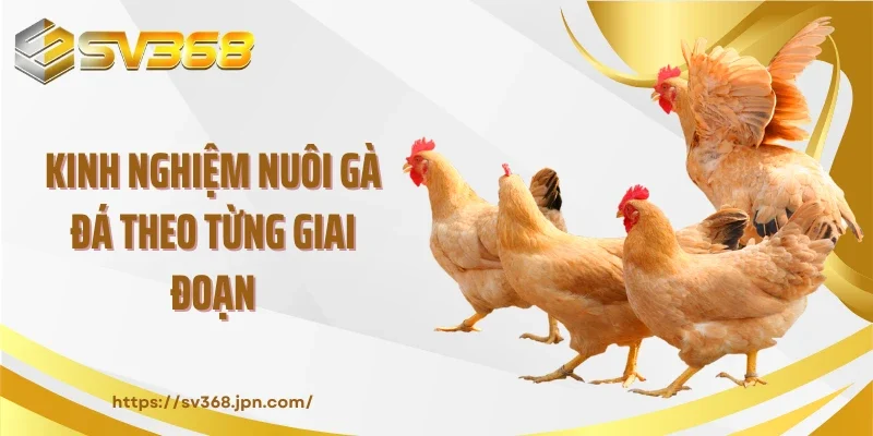 Kinh nghiệm nuôi gà đá theo từng giai đoạn