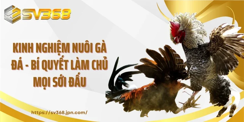 Kinh Nghiệm Nuôi Gà Đá - Bí Quyết Làm Chủ Mọi Sới Đấu