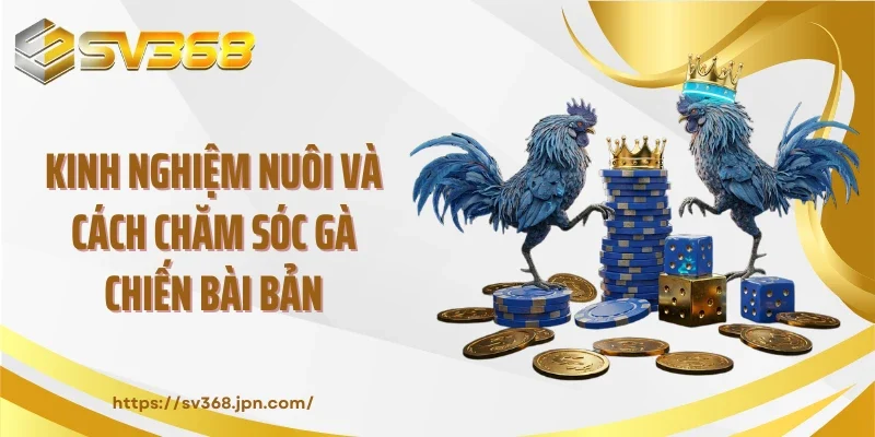 Kinh nghiệm nuôi và cách chăm sóc gà chiến bài bản