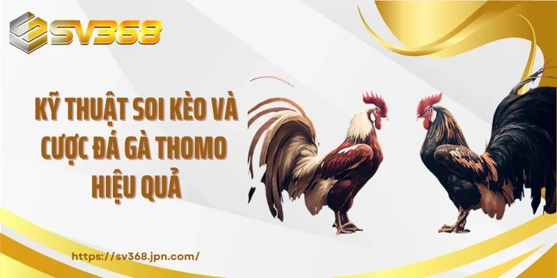 Kỹ thuật soi kèo và cược đá gà Thomo hiệu quả