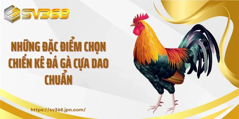 Những đặc điểm chọn chiến kê đá gà cựa dao chuẩn