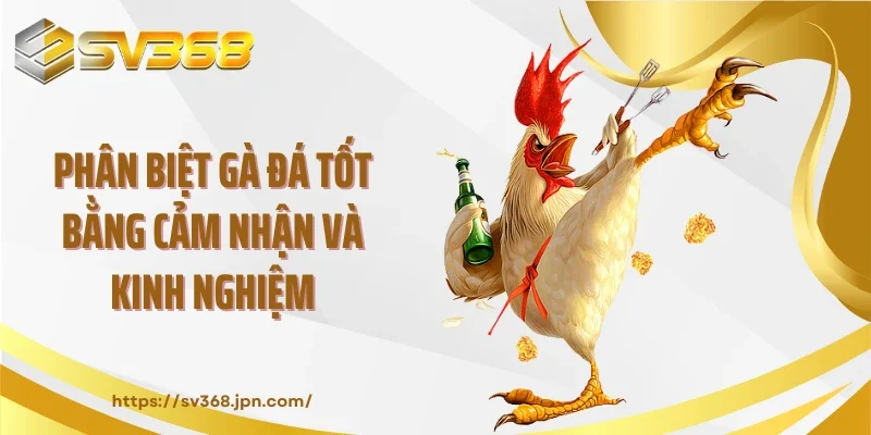 Phân biệt gà đá tốt bằng cảm nhận và kinh nghiệm