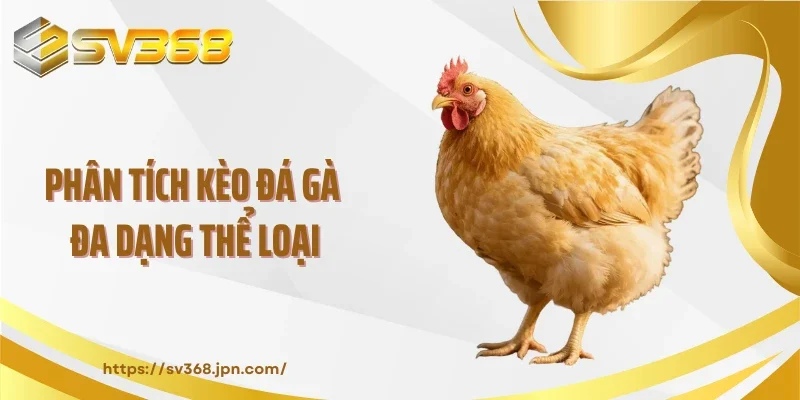 Phân tích kèo đá gà đa dạng thể loại