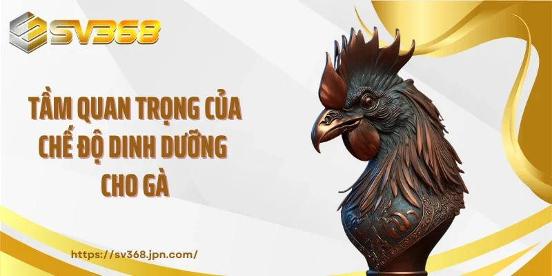 Tầm quan trọng của chế độ dinh dưỡng cho gà