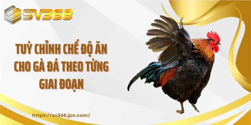 Tuỳ chỉnh chế độ ăn cho gà đá theo từng giai đoạn